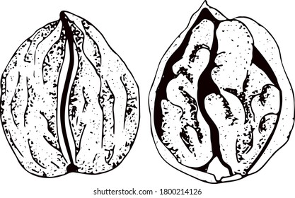 Nuts. Walnuts. Set of hand drawn illustrations.