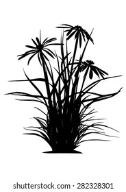 Nutsedge, reed with blossom, grass, papyrus plant isolated - vector