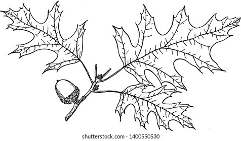 Nuttall oak is other valuable timber tree of eastern and southern North America, vintage line drawing or engraving illustration.