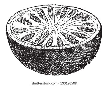 Nux Vomica Or Strychnos Nux-vomica, Showing Nut Cross-section, Vintage Engraved Illustration. Dictionary Of Words And Things - Larive And Fleury - 1895