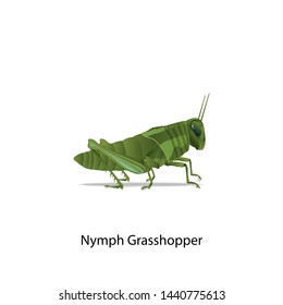Nymph Grasshopper vector isolated on white background
