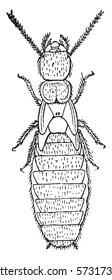 Nymph de la segunda forma, Termitas lucifugus de después de c. Lespes, ilustración vintage grabada.