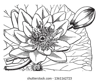 It Is Nymphaeaceae Is Family Of Flowering Plants. Water Lilies Are Rooted In Soil In Bodies Of Water With Leaves & Flowers Floating On Or Emergent From The Surface, Vintage Line Drawing Or Engraving