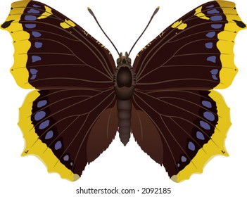 Nymphalis antiopa