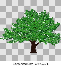 OAK