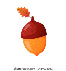 Oak acorn isolated design element.