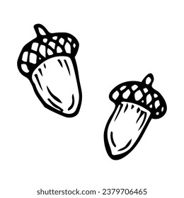 Oak acorns doodle. Fruit of the tree. Hand drawn sketch.