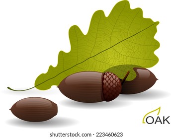 oak acorns and leaf vector