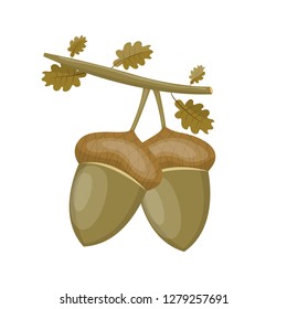 Oak with acorns and leaves vector design illustration