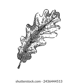 oak autumn leaf hand drawn. fall vector, tree ground, fallen texture leaves autumn leaf vector sketch. isolated black illustration