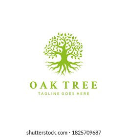 Oak Banyan tree logo design. Tree of life logo design inspiration	