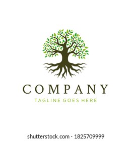 Oak Banyan tree logo design. Tree of life logo design inspiration	