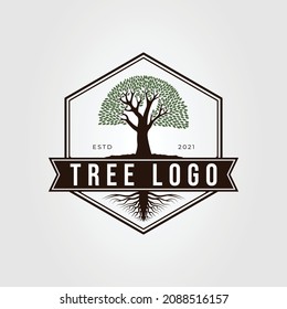 oak or banyan tree with root logo vector illustration design. nature symbol on hexagon badge