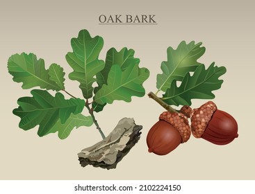 oak bark acorns a medicinal product in folk medicine for the treatment of diseases green leaves brown fruits