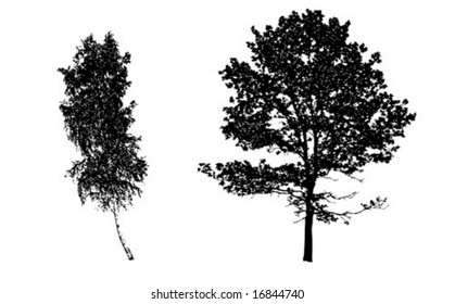 oak and birch isolated on white background