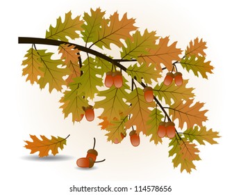 Oak branch with acorns