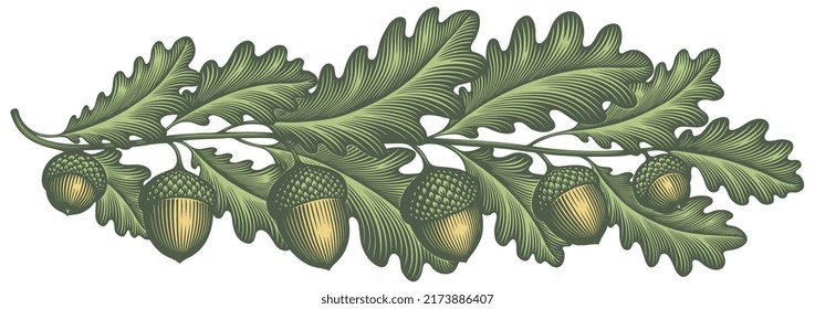 Oak branch with acorns. Editable hand drawn illustration. Vector vintage engraving. 8 EPS