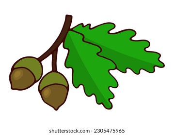 Oak branch with acorns. A hand drawn coloured picture
