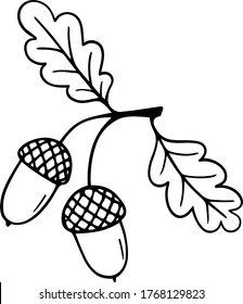 Oak branch with acorns and leaves. 