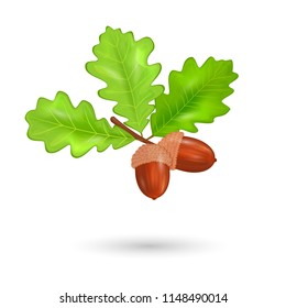Oak branch with acorns and leaves vector illustration