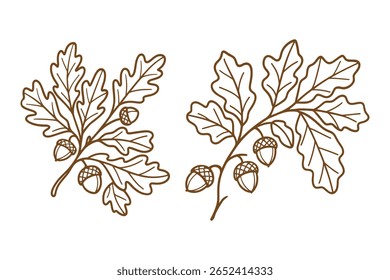 Sucursal de carvalho com linha de bolotas ilustração para desenhos de outono e decoração