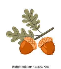 Oak branch with acorns  on a white background. Vector illustration.
