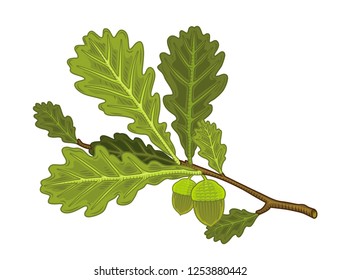 oak branch with acorns in vector