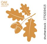 Oak. Branch with acorns. Vector illustration