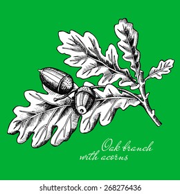 Oak branch with acorns. Vector illustration.