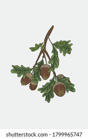 Oak branch with brown acorns. Acorns in green leaves. Hand-drawn oak tree poster. 