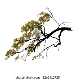 Oak branch with foliage, in the fall, the color vector image on a white background