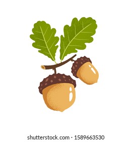 Oak branch with green leaves and acorns. Vector illustration in flat style.