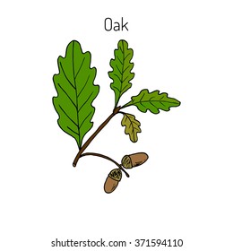 Oak branch with green leaves and acorns. Vector illustration