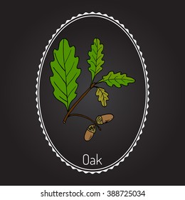 Oak branch with green leaves and acorns. Vector illustration