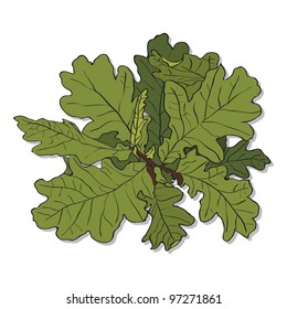 oak branch with green leaves on white background