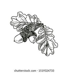 Oak branch hand drawn vector illustration. Stylized acorn and leaves sketch design element isolated on white background. Natural black and white clipart. Autumn botanical symbol ink freehand drawing