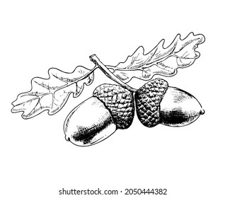 Oak Branch Hand-drawn Vector Illustration. Acorn And Leaves Sketch Design Element Isolated On White Background. Autumn Botanical Symbol Ink Freehand Drawing.