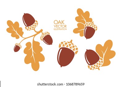 Oak. Branch. Isolated acorns on white background