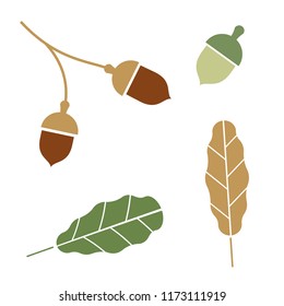 Oak. Branch. Isolated acorns on white background. 