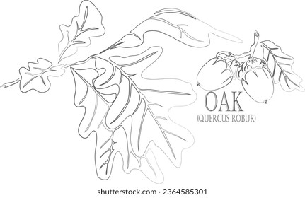 Oak branch with leafs and acorns vector contour. Medicinal Quercus robur tree outline. Set of Oak leafs and acorns in Line for pharmaceuticals and coocking. Contour drawing of medicinal herb and trees
