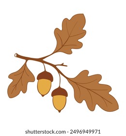 Oak branch with leaves and acorns, brown colors drawing. Isolated on white background.