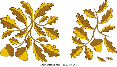 Oak branch with leaves and acorns. Vector illustration.