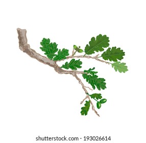 Oak branch with leaves and acorns vector illustration 