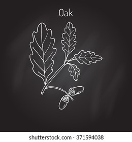 Oak branch with leaves and acorns. Vector illustration