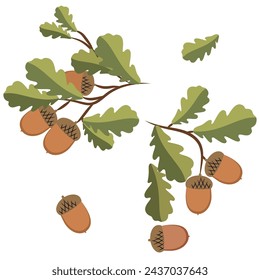 An oak branch with leaves and acorns, as well as individual acorns