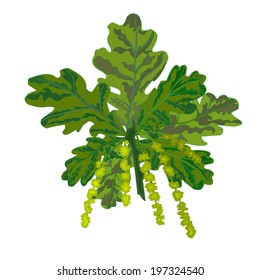 Oak branch with leaves and catkins vector illustration