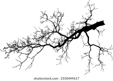 Oak branch. Natural Oak tree branches silhouette on a white background (Vector illustration). Natural Oak branch on a white. 