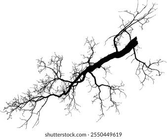 Oak branch. Natural Oak tree branches silhouette on a white background (Vector illustration). Natural Oak branch on a white. 