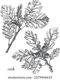 rama de roble, quercus, bellota, rama de roble con bellota, esbozo de quercus, monocromo de rama de roble, quercus blanco y negro, rama de quercus, hoja de roble