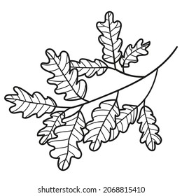 Oak branch sketch style hand drawn vector. Oak tree branch with oak leaves isolated on white background outline illustration. Autumn oak leaves black contour linear drawing.